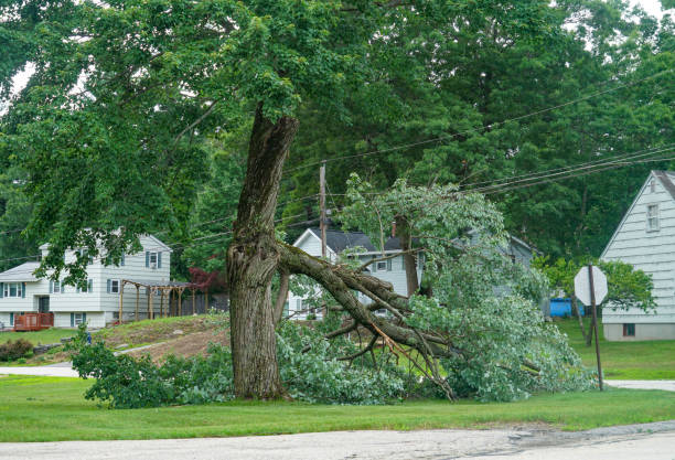  Wentzville, MO Tree Services Pros