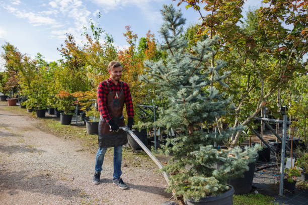 Why Choose Our Tree Removal Services in Wentzville, MO?