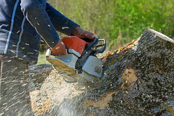 Reliable Wentzville, MO  Tree Services Solutions