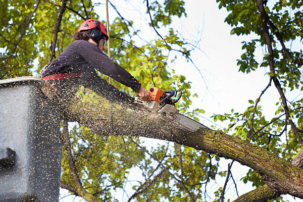 Best Tree Risk Assessment  in Wentzville, MO